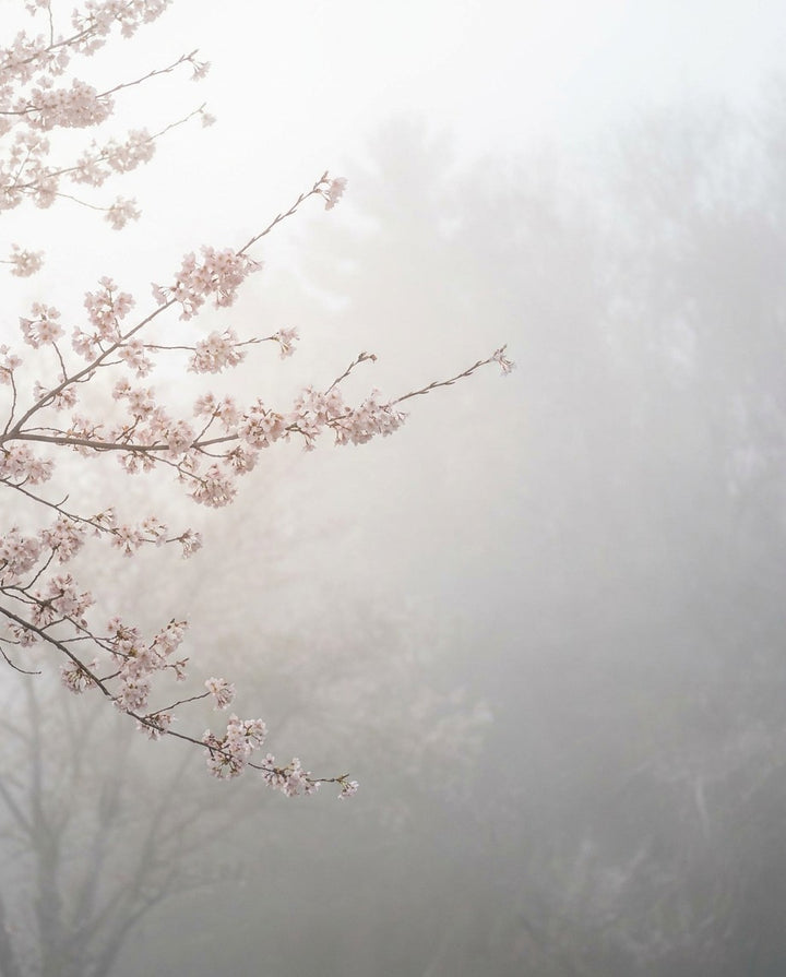 Branches de cerisier en fleur rose pâle entrant par la gauche dans un brouillard matinal blanc et gris