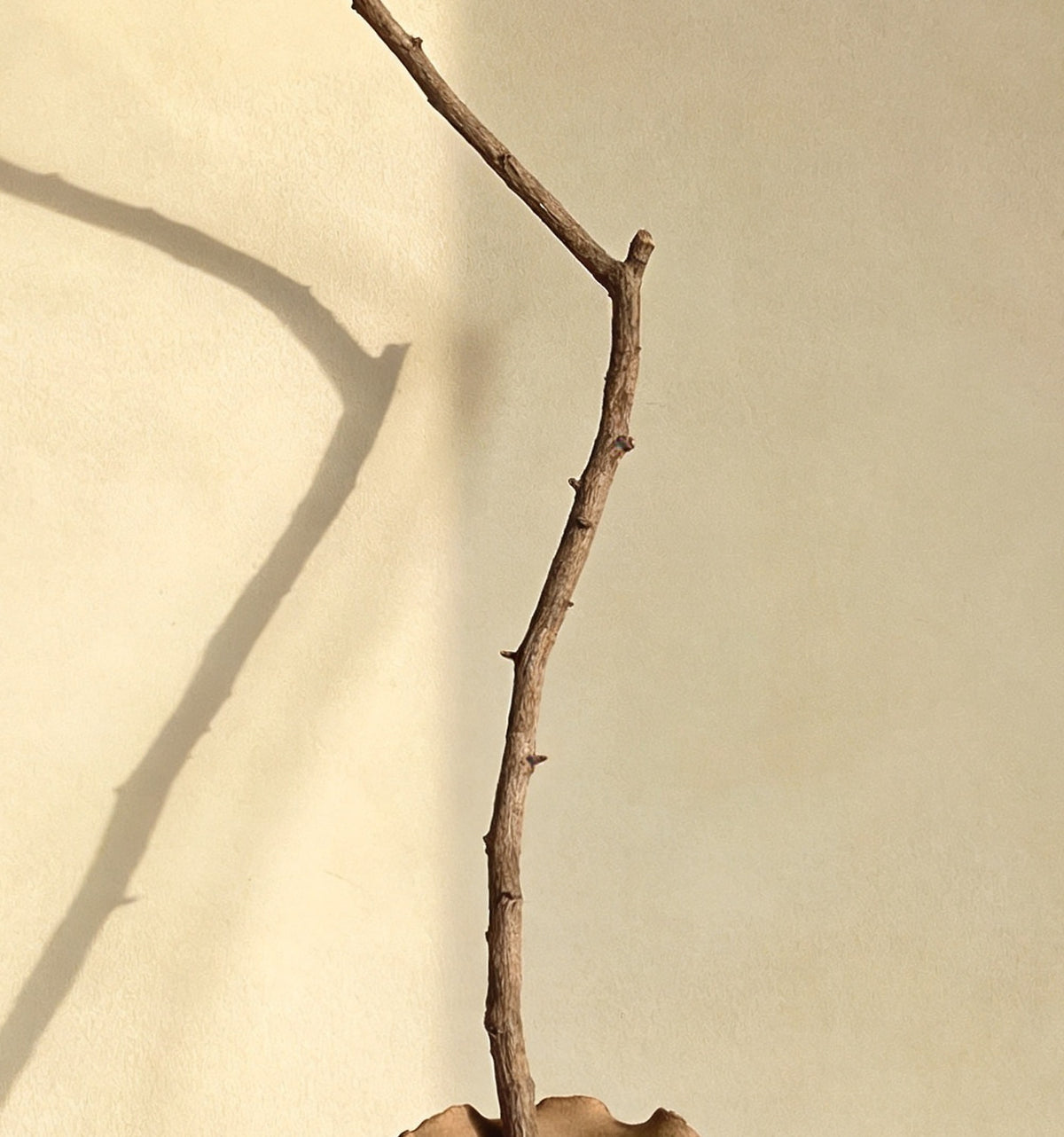 Détail de « Branche et vase d’argile » : la branche et son ombre sur le mur