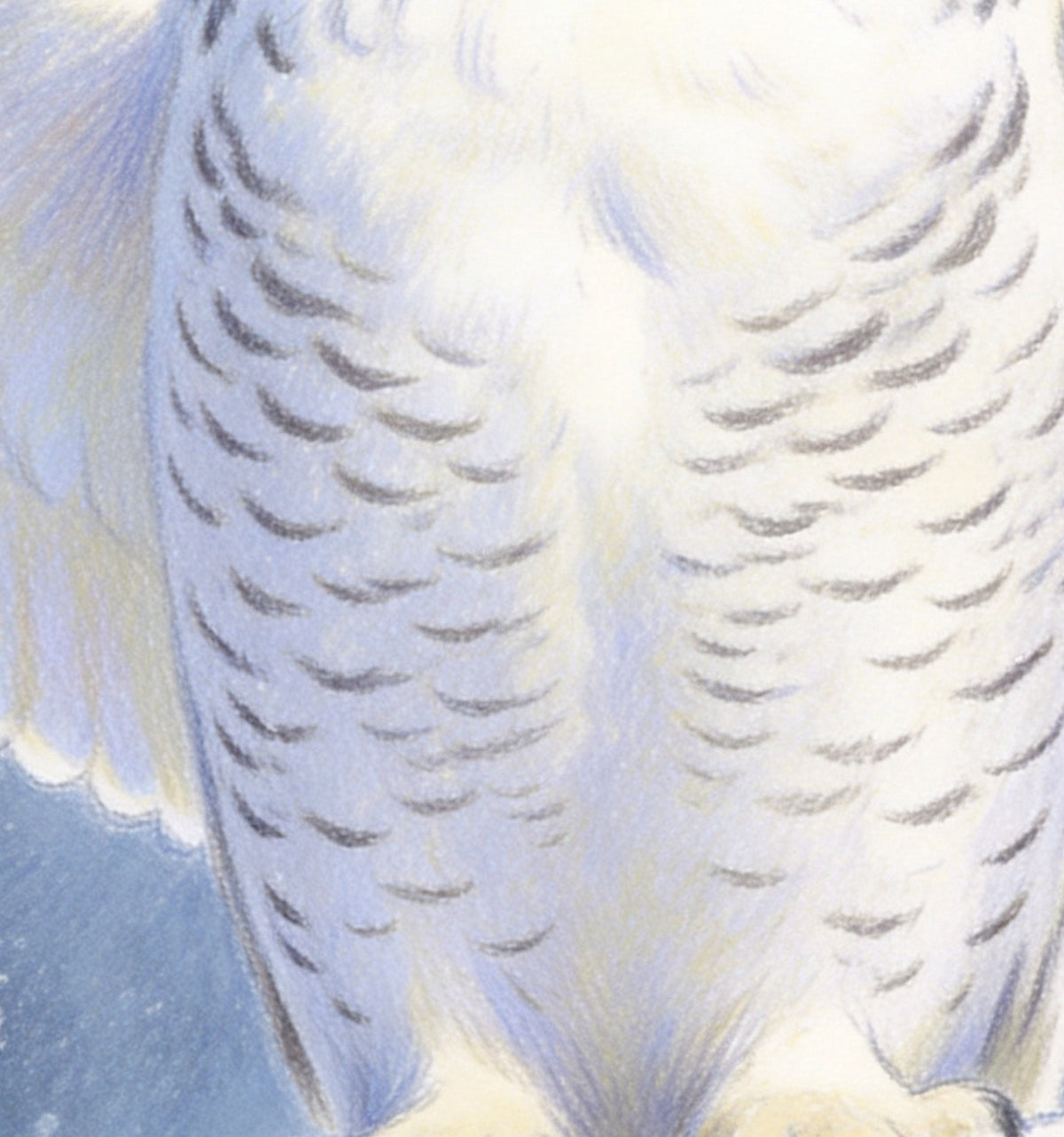 Détail de « Harfang des neiges » : les plumes dessinées trait par trait