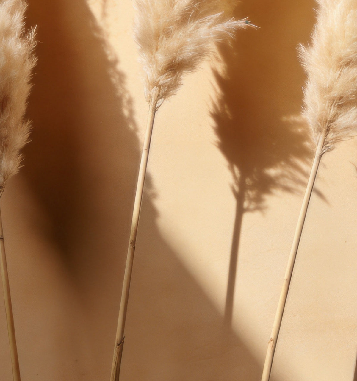 Détail de « Herbes de pampa » : plumets de pampa et leur ombre