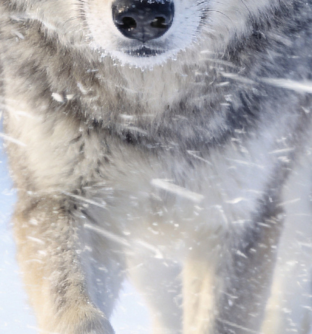 Détail de « Loup dans le blizzard » : le regard ambré et le pelage givré