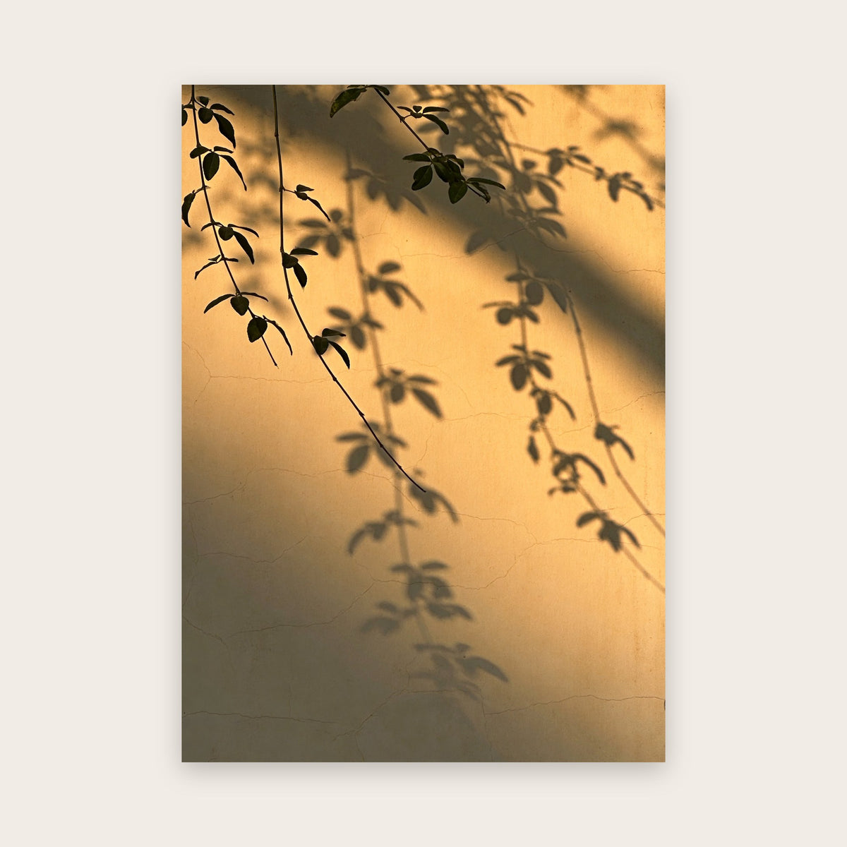 Affiche japandi au rendu photo : rameaux feuillus et leurs ombres sur un mur d’enduit ocre doré, lumière de fin de journée