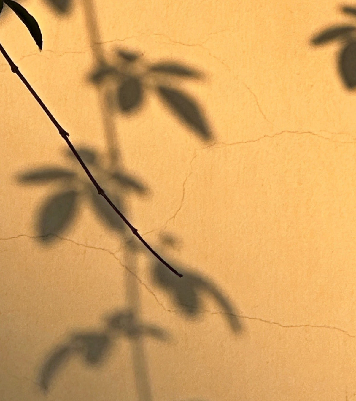 Détail de « Ombres de feuillage » : ombres des feuilles sur l’enduit