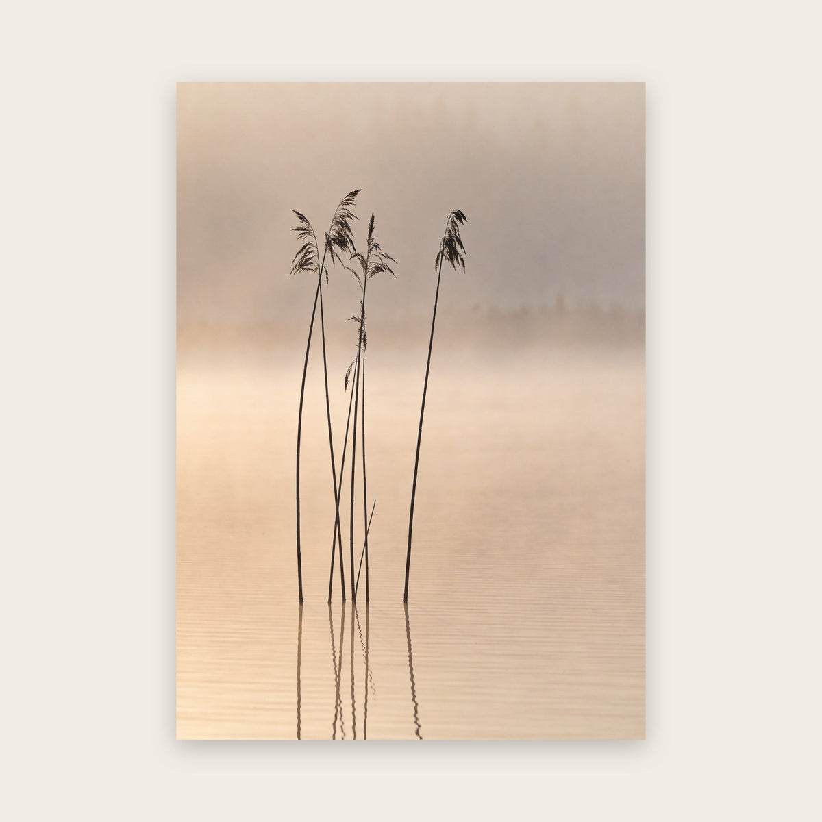 Affiche japandi au rendu photo : roseaux à plumets dressés dans une eau calme, reflets fins, brume beige rosé