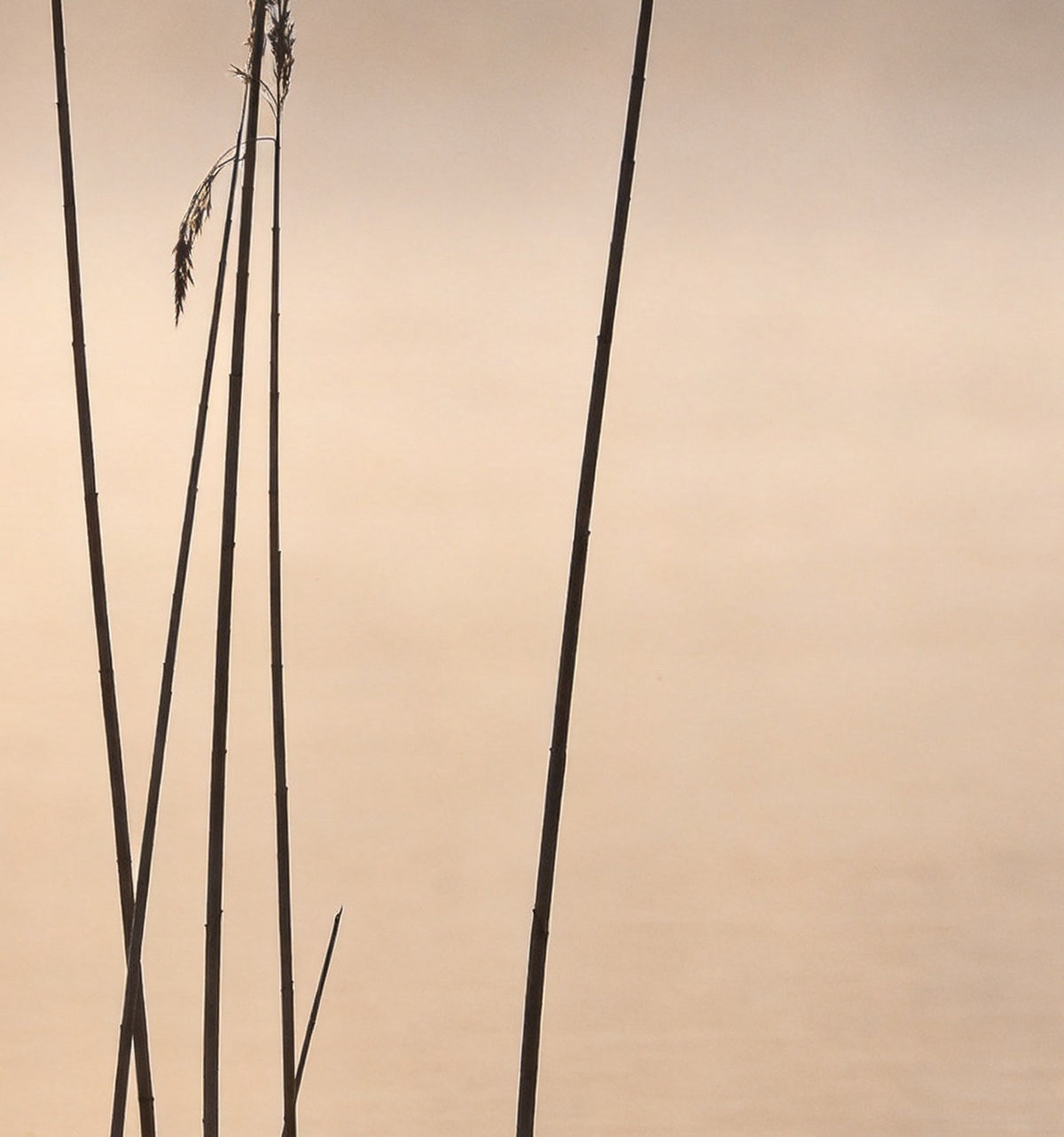 Détail de « Roseaux dans la brume » : tiges des roseaux dans la brume