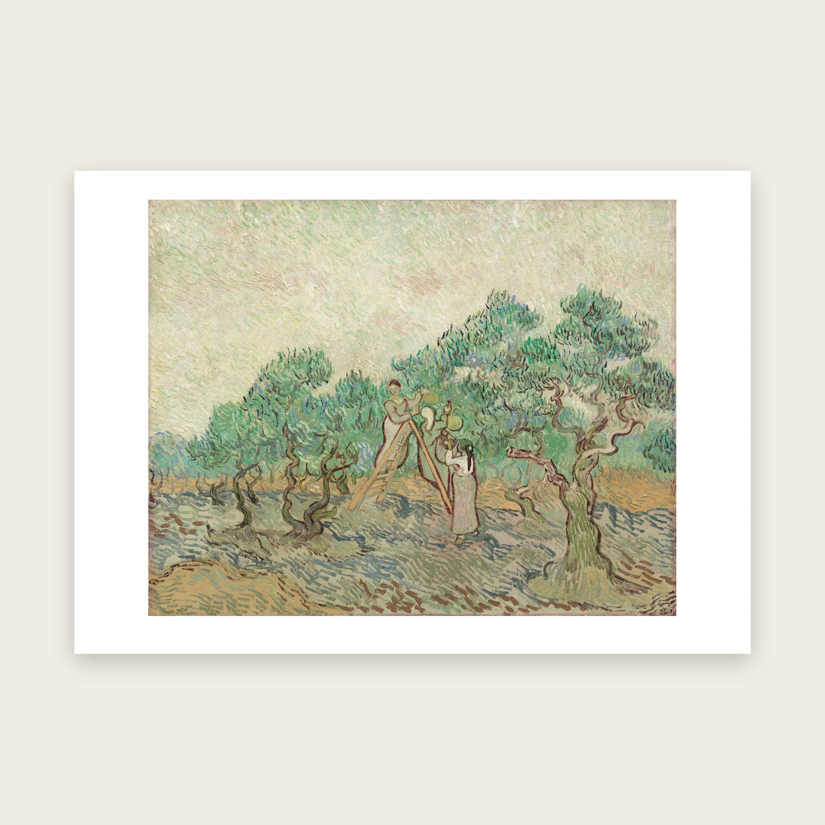Affiche La Cueillette des olives d'après Van Gogh : trois femmes, escabeau, oliviers aux troncs tordus, marge blanche